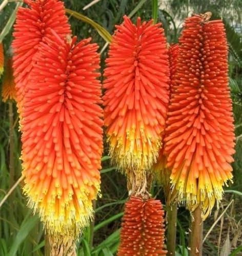 CEMEHA SEEDS - Seeds Red Hot Poker Kniphofia Torch Lily Tritoma Giant Perennial Flowers for Planting