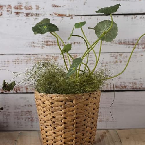 Tableclothsfactory 50G Green Preserved Natural Moss Grass Diy Gift Box Fillers Wedding Decoration Birthday Party Arrangement #TOP6