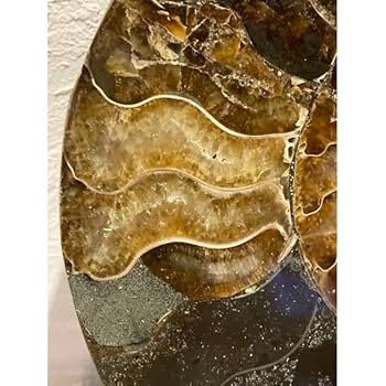 国産化石 ２５０４１５－２ 国産化石 250415－2 2億年超前の木化石が鮮やかに現代に