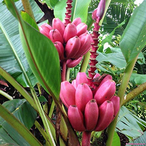 AGROBITS 20 P/Bag Musa velutina Rosa Banana Samen Seltene Fruchtsamen