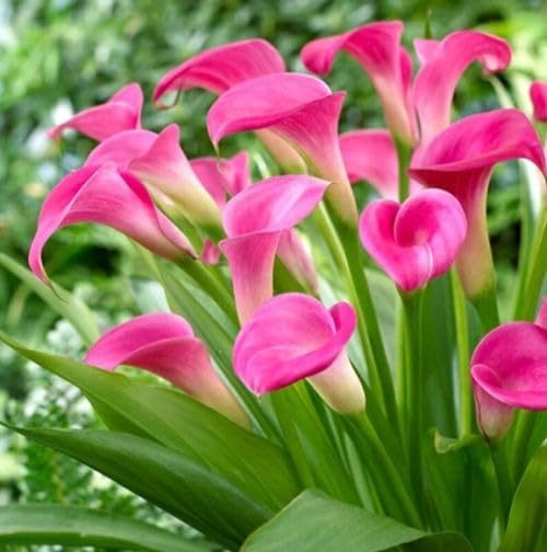 Image of Calla Lily Live Plant ? Zantedeschia Pink Flower Bulbs with Pot ? Pack of 1 | Indoor & Outdoor Decorative Flowering Plant | Elegant Pink Bloom for Home Garden