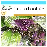 SAFLAX - Geschenk Set - Fledermausblume - 10 Samen - Mit Geschenk...