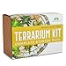 Produktbild Pflanzterrarium Kit für Sukkulenten und Kakteen Inklusive Kaktuserde, Moos, Kies und Schritt-für-Schritt-Anleitung