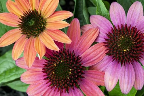 Sonnenhut Cheyenne Spirit (Echinacea) frosthart, sonnig bis halbschattig