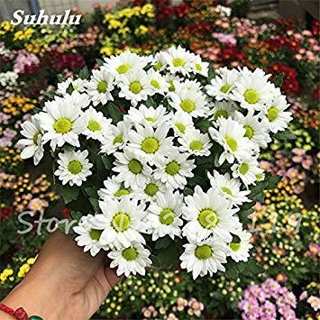 Graines de marguerites, graines de marguerites aux fraises, fleurs de saison, graines de chrysanthèmes, bonasi, belles fleurs colorées, balcon Paquet de 500 graines