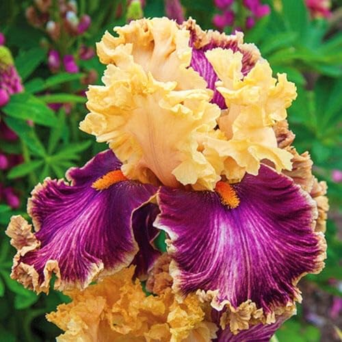 Iris, rizomi di Iris resistenti, rizomi perenni da giardino, piantagioni di Iris rari da giardino-4 rizomi-j