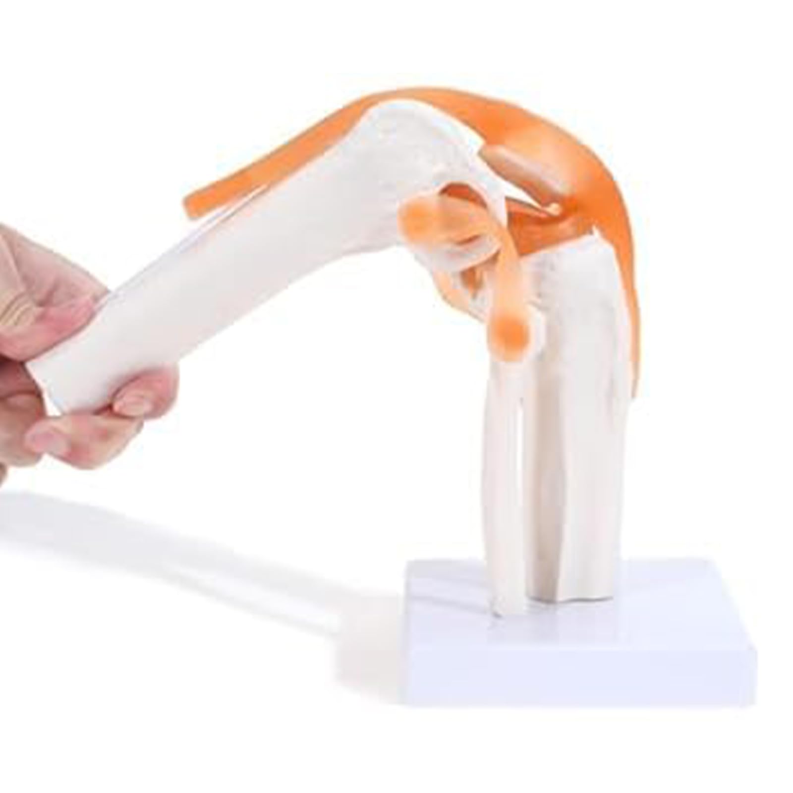 Medivizion Human Knee Joint Skeleton Model (B0CMCQMQSV) Amazon Price History, Amazon Price Tracker
