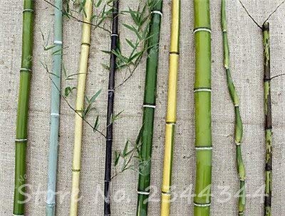 18 : 20 Pcs/Bag Rare Purple Bamboo Seeds Red Purple Lucky Bamboo Garden Plants Seeds Garden Decoration Bonsai Flower Seeds