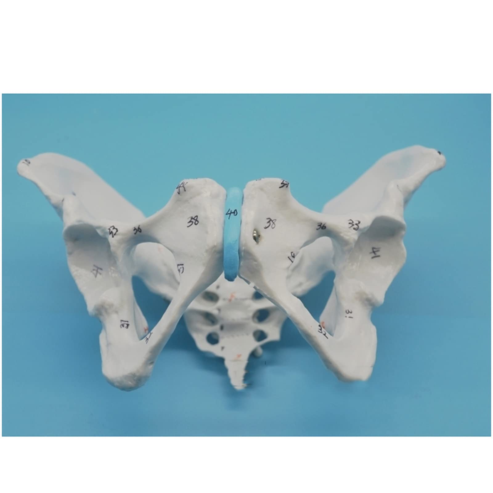 Buy Female Pelvis Skeleton Model, Obstetrics and Gynecology Pelvis