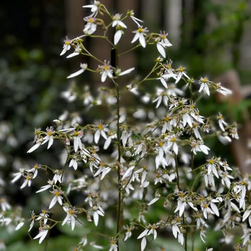 semillas de plantas de saxífraga flores balcón jardín de hierbas saxífraga semillas de bonsái de interior, semillas de hierbas plantas exóticas resistentes Semillas para camas 100pcs