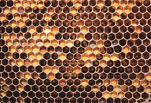 Baocicco7x5ft Baby Shower Backdrop Real Apiary Honeycomb Bee Nest Beehive Backdrop Photography Background Happy Birthday Honeymoon Girls Boys Birthday Party Newborn Adults Portrait Studio Props
