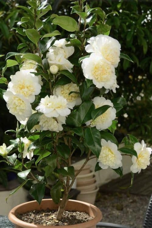 Japanese camellia flower plant Camellia Flower Plant Rare Japanese Varity Size (1 ft to 1.5FT) Tree & PLant (B0CGW122Q3) Amazon Price History, Amazon Price Tracker