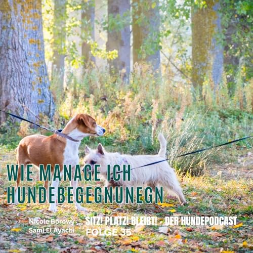 #35 Wie gehe ich mit Hundebegegnungen um?