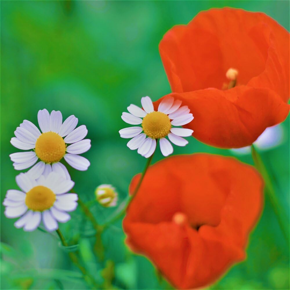 MRS Mélange de fleurs des champs (250 g pour 150 m²) - graines de fleurs annuelles et vivaces pour les abeilles et les papillons - très facile à semer