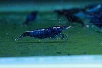 Vista 12 de Acuario vivo de agua dulce Camarones Neocaridina (terciopelo azul (paquete de 5))