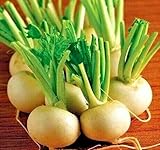 Fresh Seeds - Hakurei Hybrid Japanese White Turnip 500 Seeds - Smooth, Sweet and mild Flavor