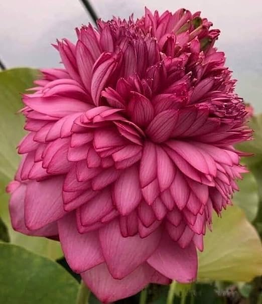 Image of Flowet Plant for Home Decor, Pooja | Large Size Flower Surely Blooming Within 45 Days lotus plant (Ultimate Thousnads Petal)