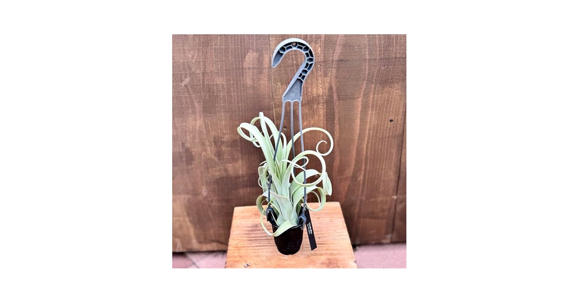 Amazon｜観葉植物：チランジア エアープランツ カーリースリム