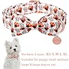 UP URARA PUP Thanksgiving Dog Collar with Bow Tie, Turkey Cotton Bowtie Collar for Puppy Girl Dog or Cat, Autumn Bow Tie Collar with Durable Metal Buckle, Turkeys Pet Collar, L, Neck 16-24in #1