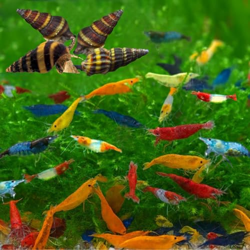Swimming Creatures Freshwater Aquarium Shrimp - A Perfect Combo to Brighten Your Aquarium! (20 Mixed + 4 Assassin Snail)