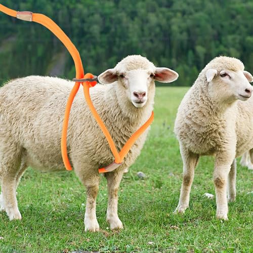 Image of Goat Harness, Adjustable Goat Harness for Walking, Washable Goat Leash, Goat Accessories, Livestock Supplies for Goats and Sheep, Orange