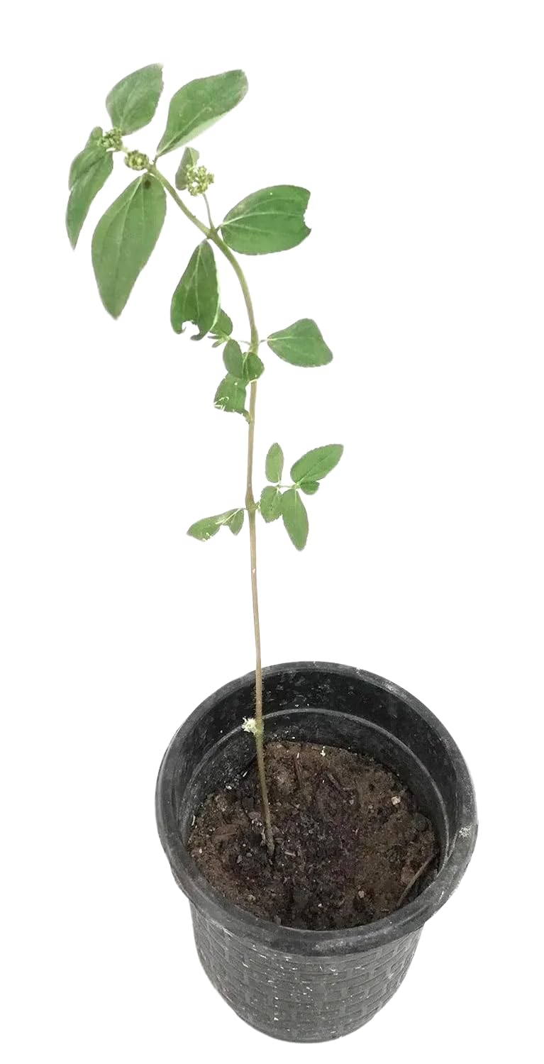 ROOKHRAJ PAUDHSHALA Asthma Weed or Tawa-tawa (Euphorbia hirta) Tea Live Plant (B01LYXBQOG) Amazon Price History, Amazon Price Tracker