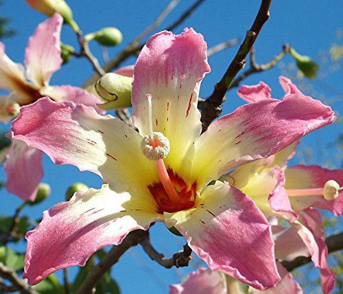 Chorisia speciosa exotische blühende Baum Seide Seide Flasche Kapok seed 10 Samen Chorisia speciosa exotische blühende Baum Seide Seide Flasche Kapok seed 10 Samen