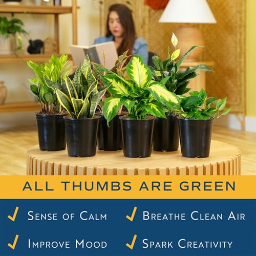 Image of Costa Farms Live Indoor Plant Variety Pack in Plastic Pots, Easy to Maintain, Air Purifying Houseplants, Home, Room, or Office Decor, House Warming or Birthday Gift, 12-24 Inches Tall, Pack of 6