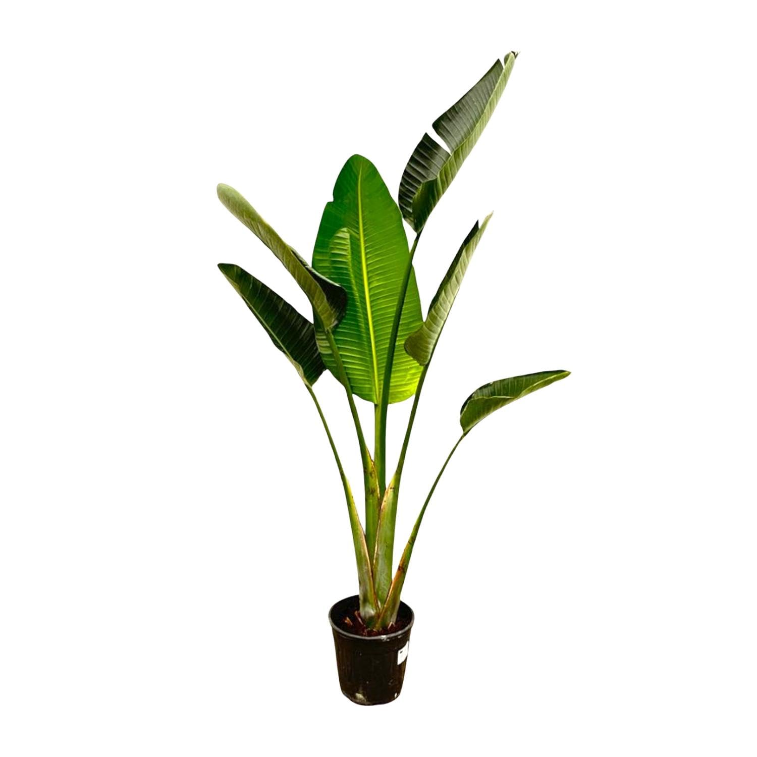 Strelitzia Augusta 170cm plante d'intérieur d'exception à feuilles vertes