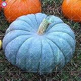 Maceta: Excluido, el cultivo de Grado de dificultad: Muy fácil, Clima: Templado, función: Beautifying, Uso: Las plantas al aire libre, Clasificación: Planta Novel