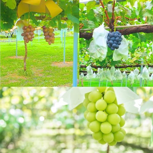 2026年発送 太陽サンサン ぶどう3色セット 各1房[2026年8月末より発送]