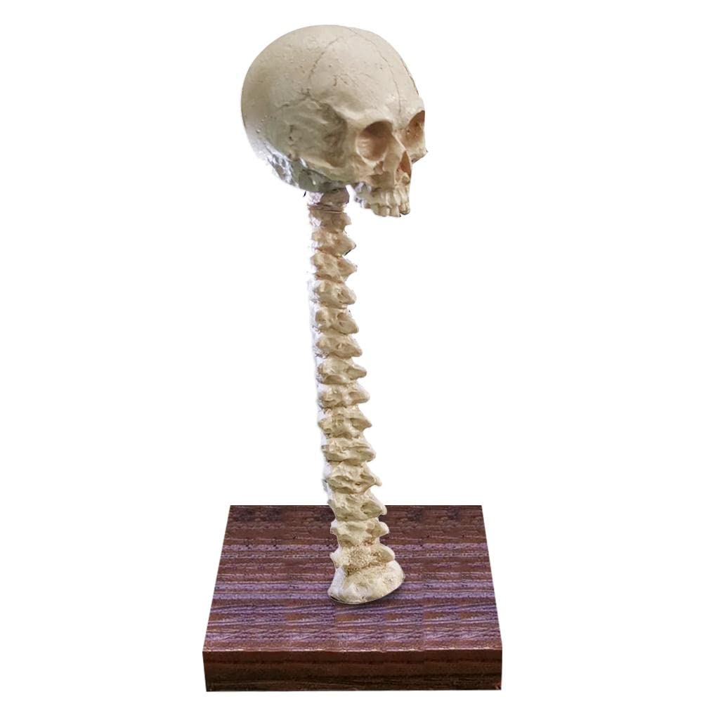Menschliche Wirbelsäule Skelett Lampe Halloween 3D LED Skelett Spukhaus Ornament Requisite für Geburtstag mit Harzgussteilen (1)