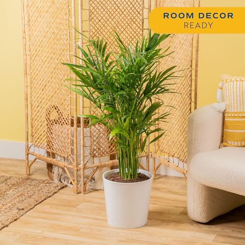 Image of Costa Farms Cat Palm Live Plants in Decorative Pot, Large Indoor Houseplant, Perfect for Home, Room, or Office Decor, Great House Warming or Birthday Gift, 3-4 Feet Tall, Pack of 2