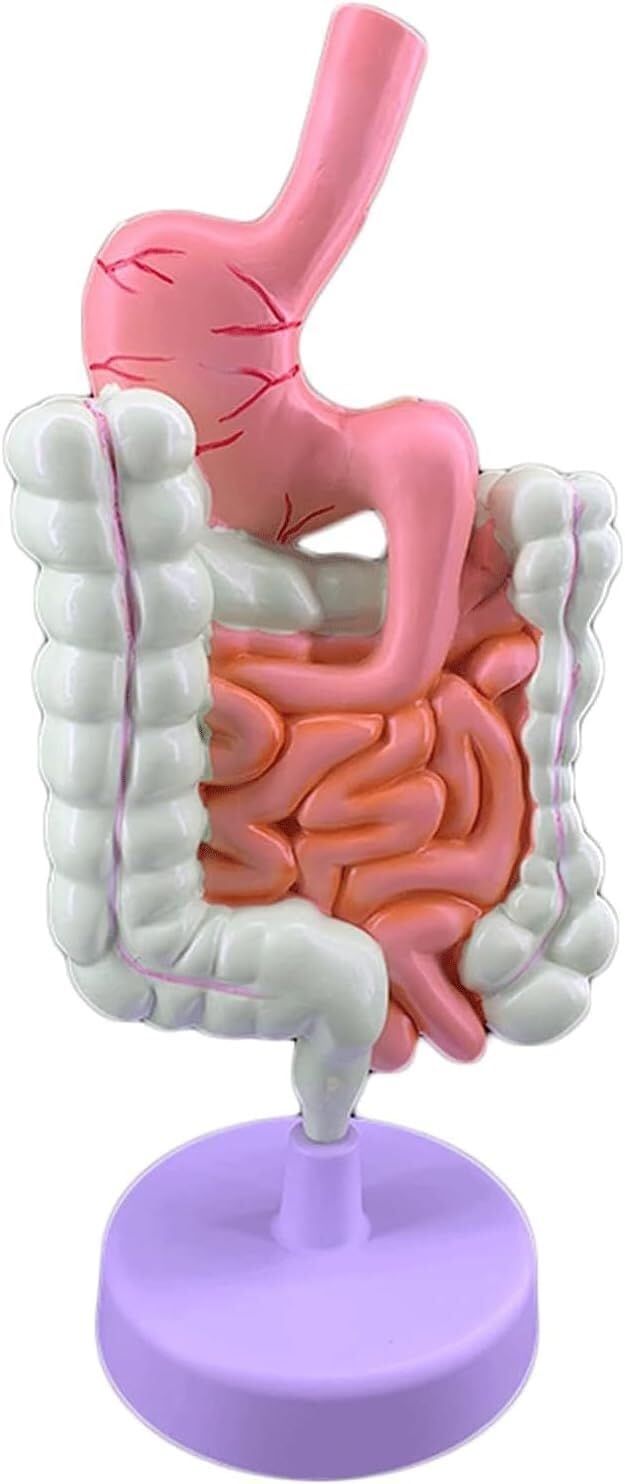 NICRX Human Torso Model Anatomy Model Human Digestive System Model Anatomical Circulatory System Model Hand Painted for Teaching Organs Model Body Model