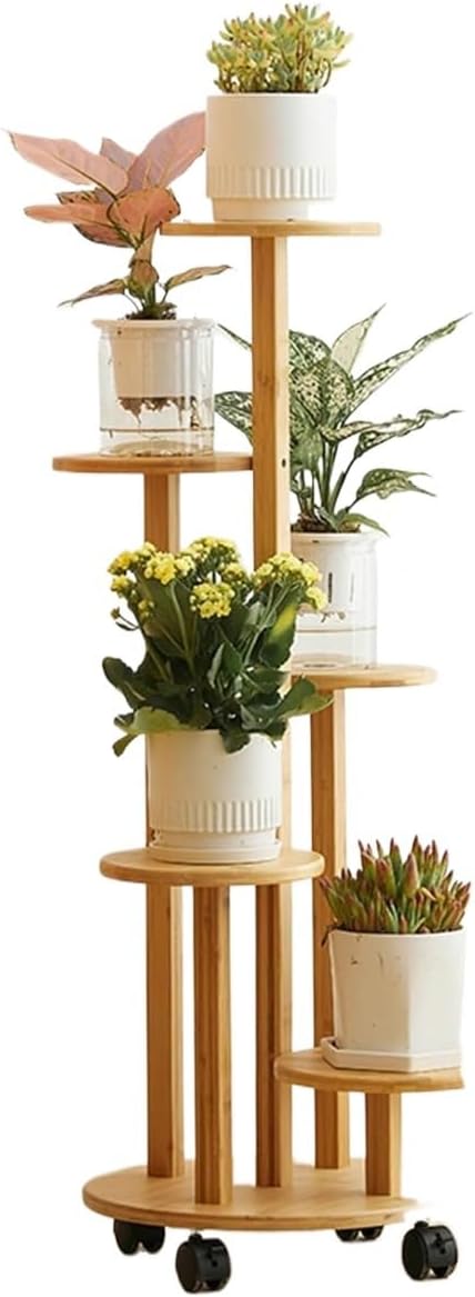 パルナシウス・アクデステス（チベット産、 オス） パルナシウス