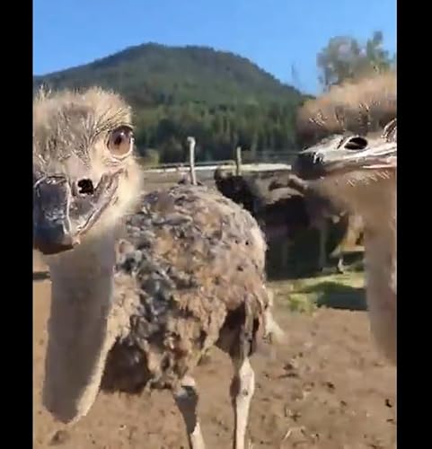『A Plea to Save the Ostriches』のカバーアート