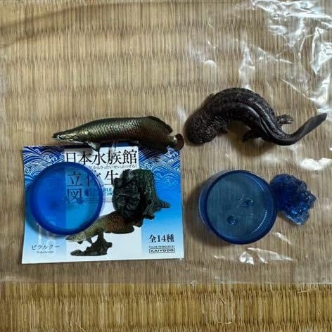 Amazon.co.jp: 海洋堂ピラルクー オオサンショウウオ 水族館限定