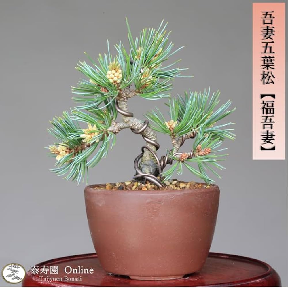 ※引取限定※　盆栽　吾妻五葉松 吾妻五葉松／松国宝 』樹高14㎝／小品盆栽 』