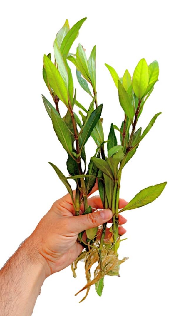Floratica HYGROPHILA Corymbosa - XLarge - Rooted Live Aquarium Aquatic Plants Fish Tank (5)