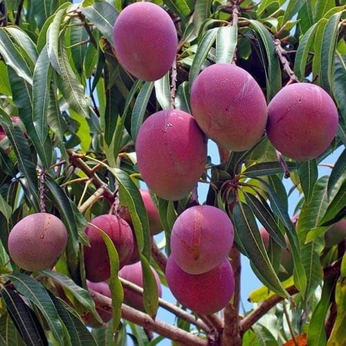 GreenWorld Specia Thai Tommy Atkins Mango Plant (GRAFTED) Aam,Amba Healthy Live Plant,Pack Of 1 (B0CBNHBM88) Amazon Price History, Amazon Price Tracker