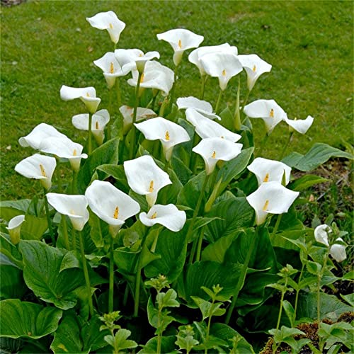 5x bulbos de calas Planta Bulbos Flores para plantar bulbos de calas/Pop de jardín de primavera Cover