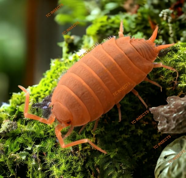 TC INSECTS Live 50ct Powder Orange Isopods (Porcellionides Pruinosus) errarium Cleaner Crew - Live Arrival Guaranteed