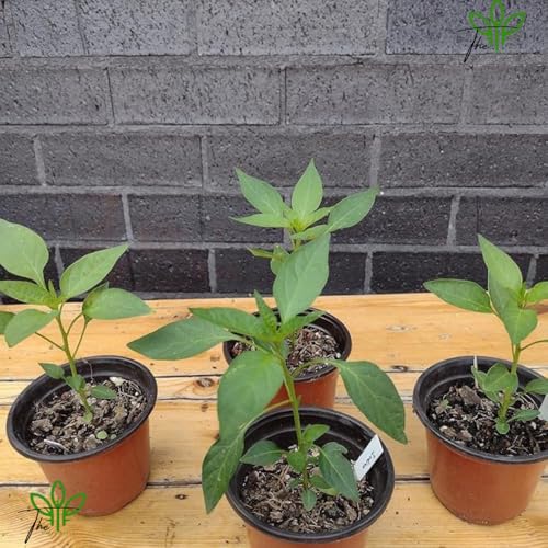 Image of The Green Beach Live All Seasons Hari Chilli Live Plant, Organic Desi Mirch Hybrid, For Home Garden Vegetable Organic Chilli Plant, With Plastic Pot