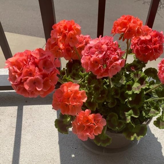 Image of Orange Geranium Live Plant with Pot | Cranea€s-Bill Flowering Plant | Indoor Outdoor Decorative Flower Plant for Home Balcony Garden