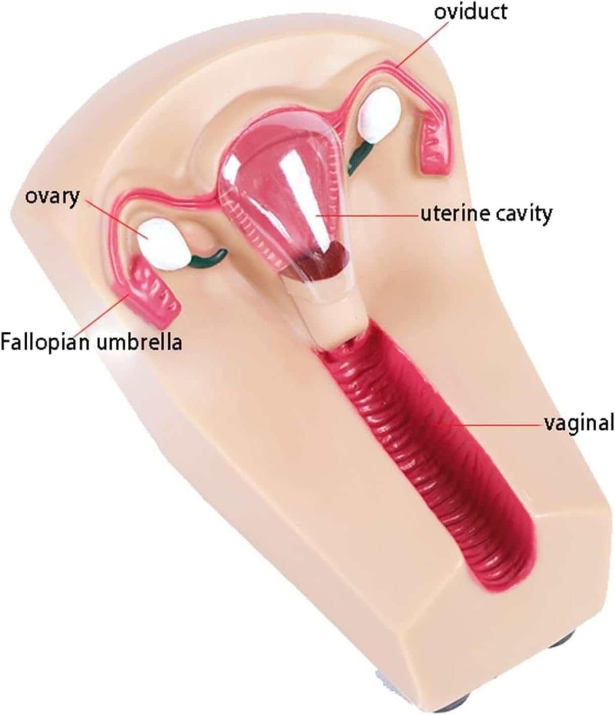 Modello di formazione sulla contraccezione intrauterina femminile - Simulatore di IUD for studenti infermieristici in ostetricia e ginecologia