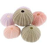 ARTIBETTER 6pcs Tabletop Decor Home Decorations Fish Bowl Decorations Sea Shells Air Plants Pot DIY Sea Urchin Shell Plant Stand Sea ββUrchin Sea ββUrchin Shell Manual Plant Pot