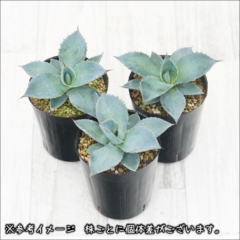 Amazon.co.jp: アガベ・ピグマエア「ドラゴン・トゥース」 3号ロング