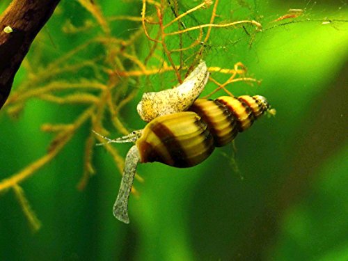 Aquatic Arts Assassin Snails (3) for Pond & Aquarium Control