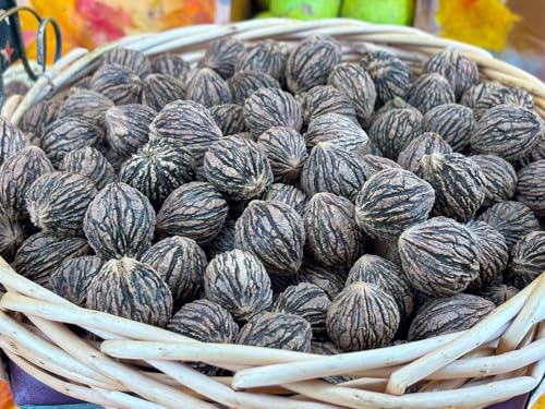 Wild Harvested Organic Black Walnuts In Shell: 1 Pound