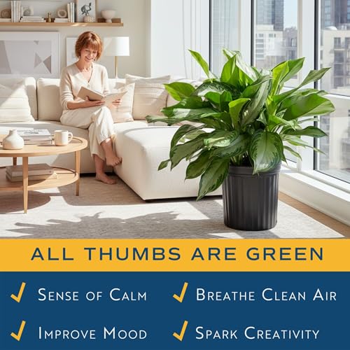 Image of Costa Farms Chinese Evergreen, Aglaonema Easy to Grow Extra Large Live Indoor Plant in Planter Pot, Houseplant in Potting Soil Mix, Housewarming, Unique Home Decor or Room Decor, 3-4 Feet Tall